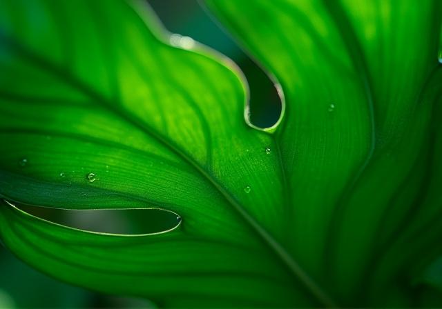 Close up of healthy green leaves and scientific measurement overlay